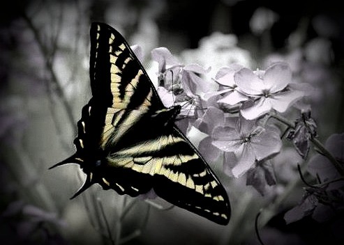 butterfly | by kailamccarthy(f92013)