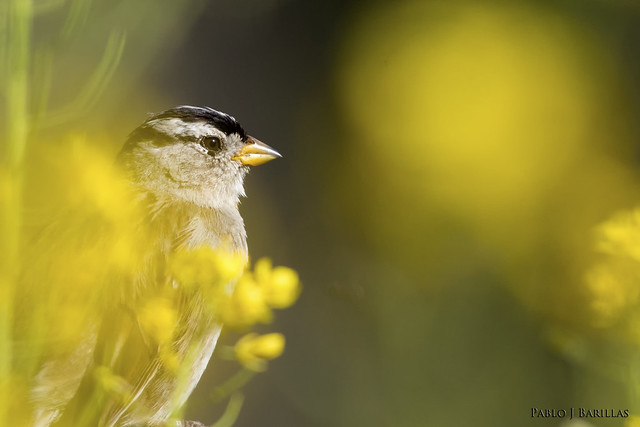 White Crowned Sparrow in the Mustard Flowers