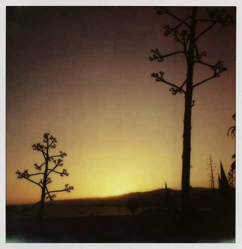 the impossible project tip polaroid slr slr680 frankenroid sx70 door rollers px680 colorshade px 680 color protection film impossaroid sunset palisades park santa monica california ca tree silhouette palm mountains toby hancock photography