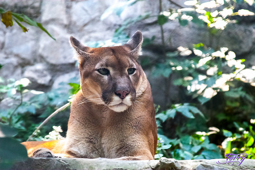 Wild cat in a zoo in Belgrade, Serbia | by Thereza Petkova (Terry)
