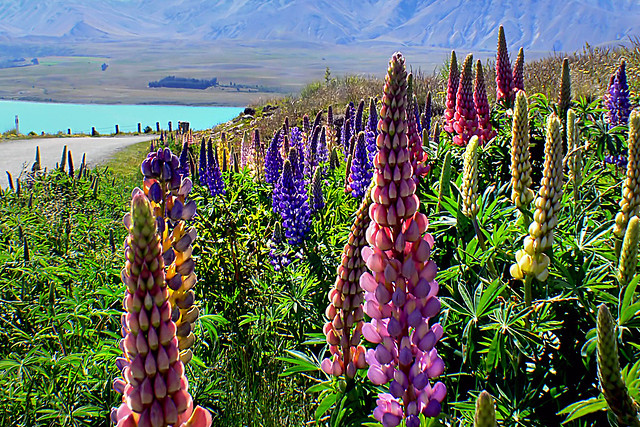Among the lupins.