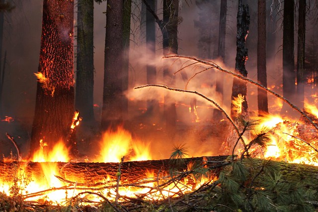 Forest Fire 20130817-FS-UNK-0055