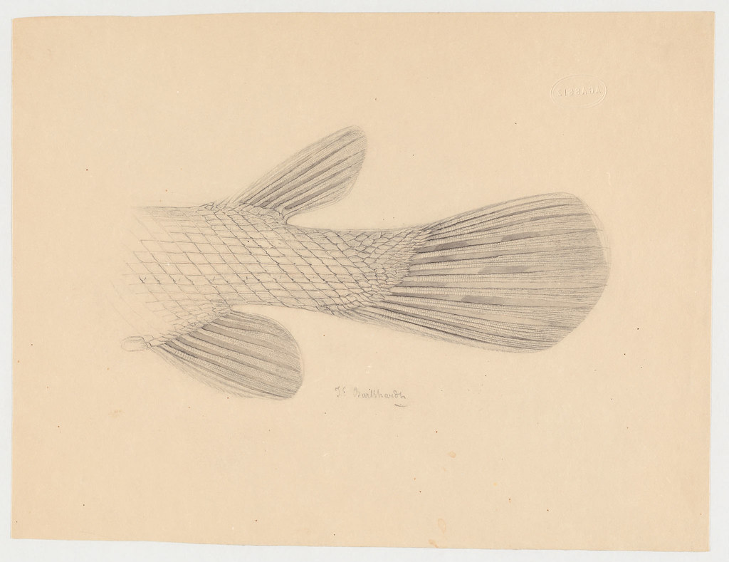 Needlefish tail?, 1 fish-tail drawing (14 x 24 cm.) Reposit…