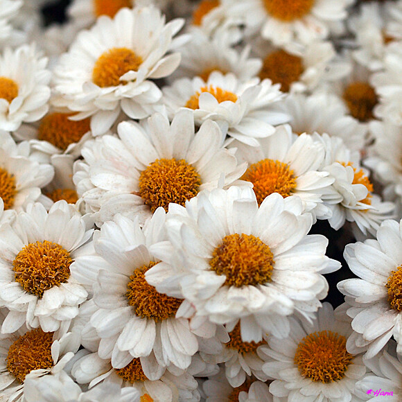 菊 Chrysanthemum Morifolium 白い菊の花言葉は 真実 誠実 慕う だそうです Flickr