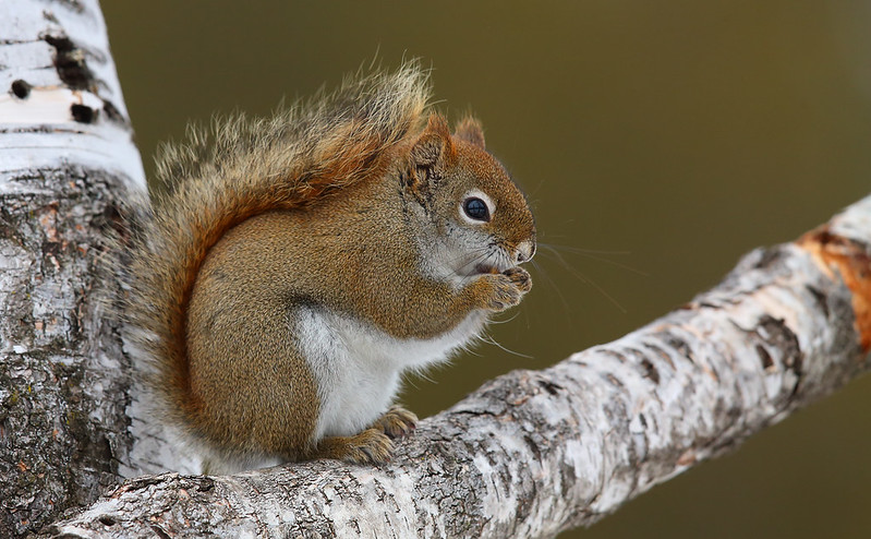 American "Red" Squirrel