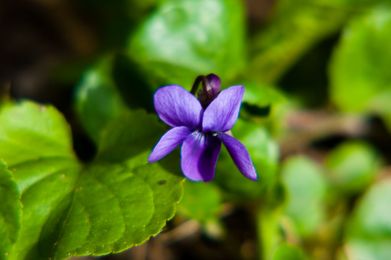 First violet of the year