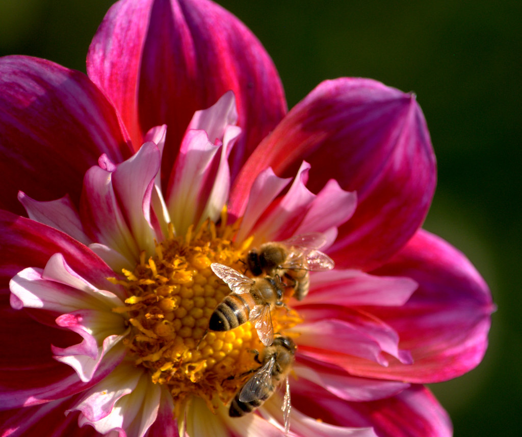 GRAPEFROST DAHLIA AND THREE BEES,   FERNCLIFF GARDENS, MISSION   BC.