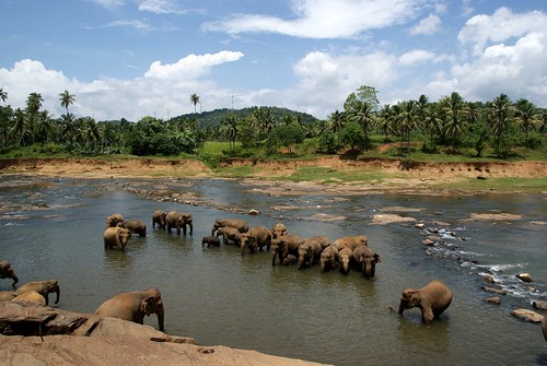 nature asia sri lanka srilanka ceylon