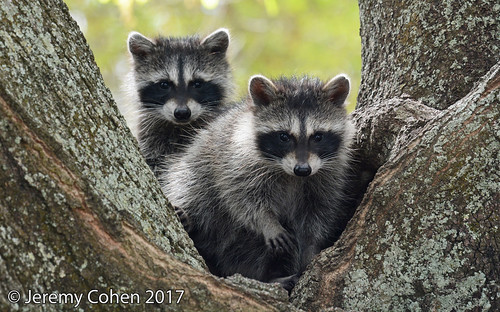 Raccoon cubs (Procyon lotor)