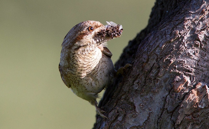 Wryneck with food for young