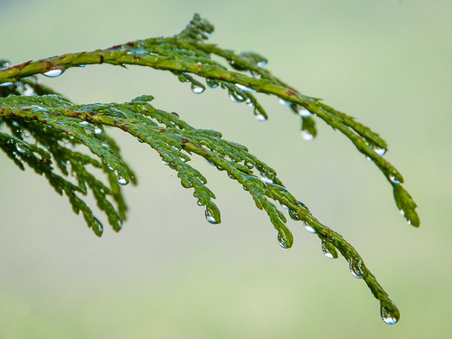 raindrops on cedar branch