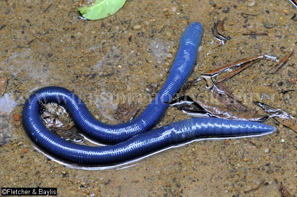 29219 Giant blue earthworm (Megascolex coeruleus) after he…