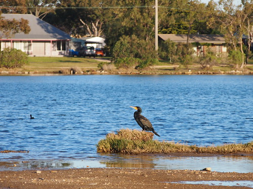 paynesville gippsland victoria australia black cormorant cormorants bird birds