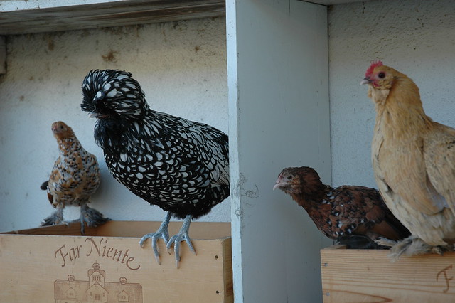 The New Hens