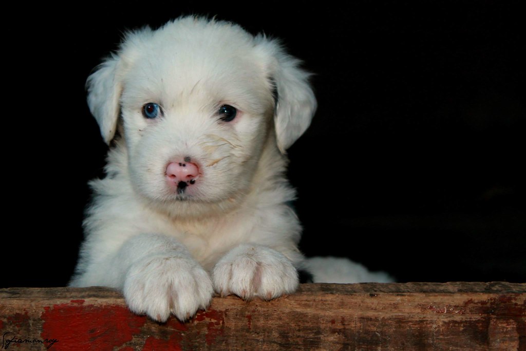 Cachorro Viejo Pastor Inglés, sitio web eopia388.wix.com/so…