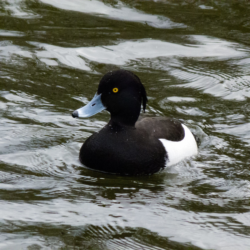 Tufted duck male, West Park
