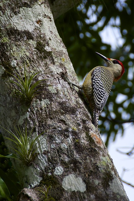 Carpintero (Woodpecker), Buenavista  Plantation, Cuba