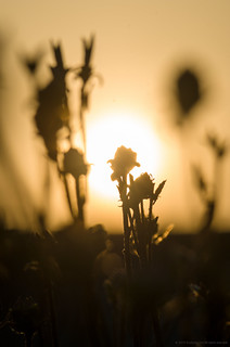 Flickr photo: In sunset light