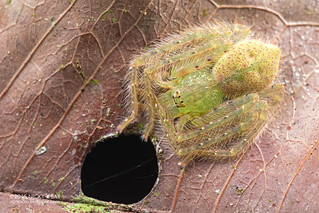 Huntsman spider (Gnathopalystes sp.) - DSC_4617