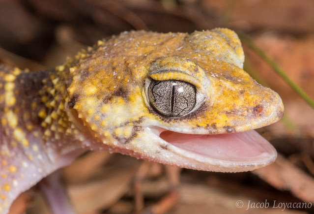 Common Thick-tailed Gecko (Underwoodisaurus milii)