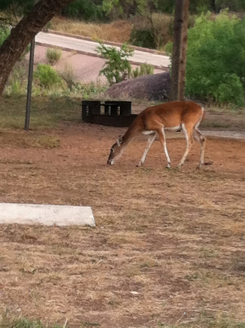 Deer at Enchanted Rock, Texas