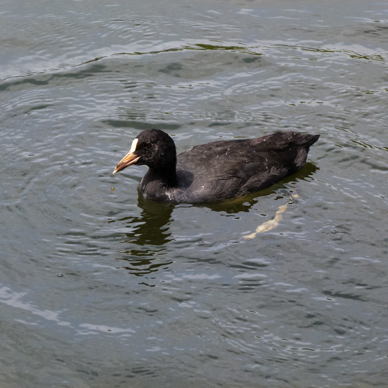Young coot