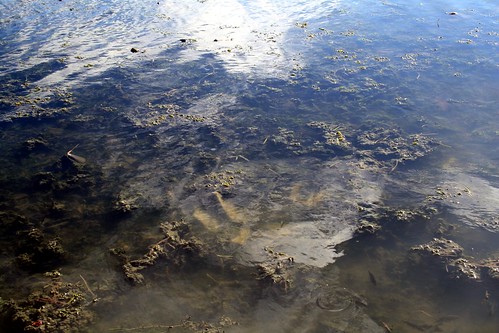 sea india algae tamilnadu ind ramanathapuram