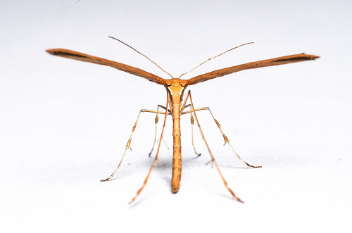 <p><i>Emmelina monodactyla</i>, Pterophoridae<br />
Simon Fraser University, Burnaby, British Columbia, Canada<br />
Nikon D5100, 105 mm f/2.8<br />
October 4, 2013</p>