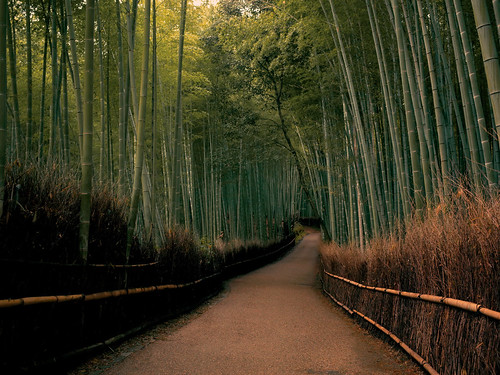 kyoto bamboo arashiyama 京都 gr 嵐山 ricoh ricohgr 嵯峨野 竹林の道