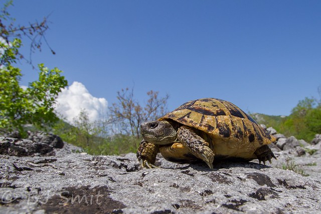 Hermann's tortoise / Griekse landschildpad (Testudo hermanni)