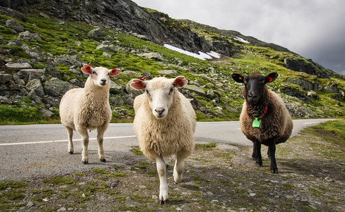 horndalen sheep sauer domesticanimals road roadtrip sognogfjordane aurlandsfjellet aurland sogn stare