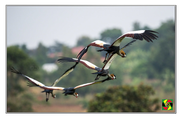 Crested Cranes flying off