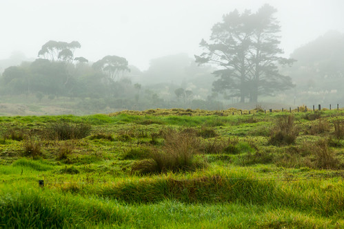 Green fields by JeroenTis, northland nieuwzeeland opononi