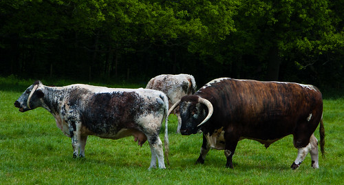 Long-horned cattle, Chillington