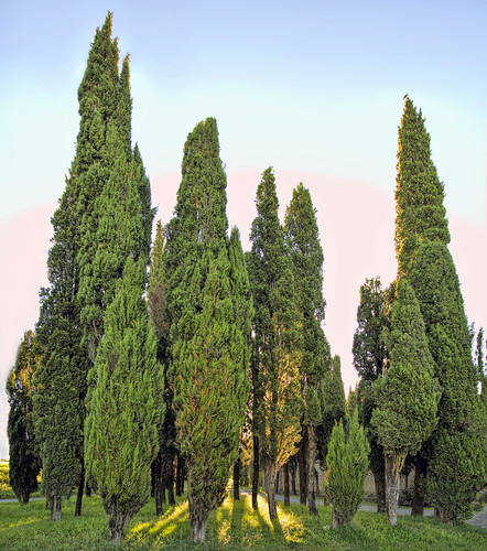 Italian Cypress Trees at Sunrise by Thank you for 3.3 million views, light italy sun tree sunrise tuscany cypress italiancypress lafoce