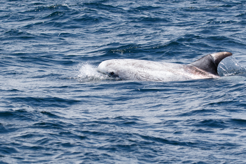 Risso's dolphin (Grampus griseus) coming up for air.