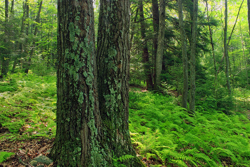 trees summer nature forest moss hiking pennsylvania bark creativecommons vegetation ravine trunks ferns deciduous lichens coniferous undergrowth endlessmountains understory lycomingcounty merrilllinnconservancy merrillwlinnlandandwaterwaysconservancy glacierpoolspreserve