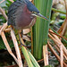 Flickr photo 'Green Heron (Butorides virescens)' by: Mary Keim.