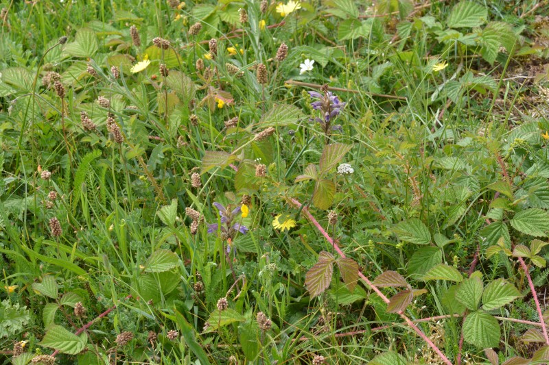 Orobanche purpurea (Yarrow Broomrape / Blauwe bremraap)