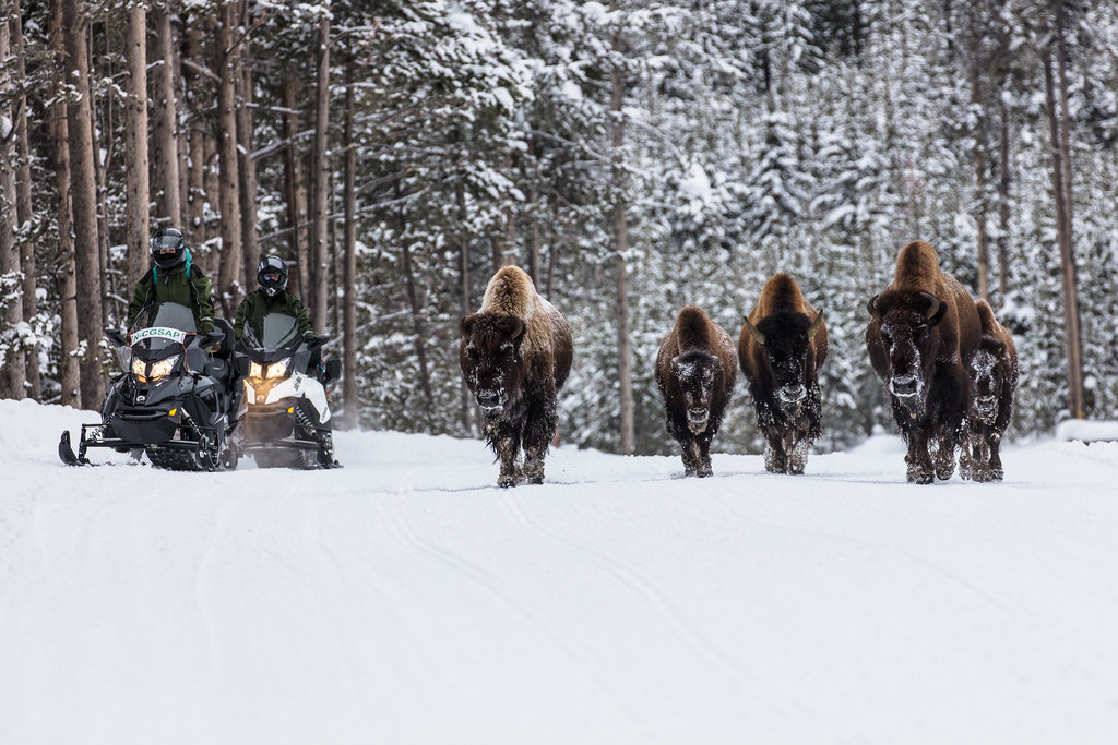 Snowmobiles passing bison on the road (3)