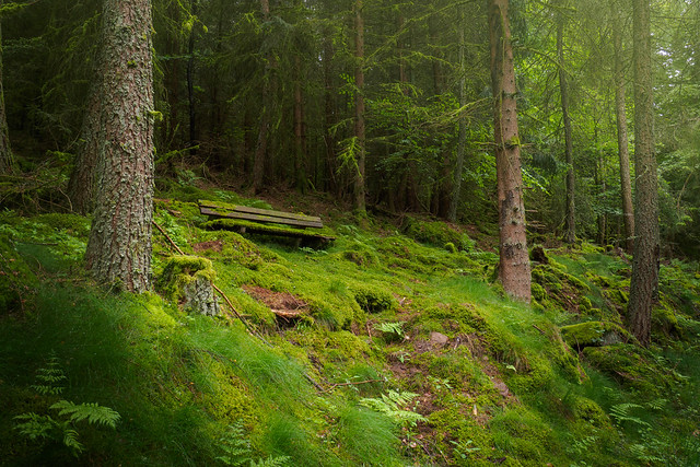 Mystische Waldstimmung - A mystic athmosphere in the forest