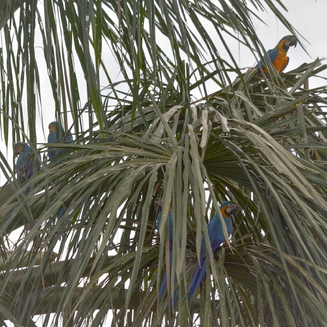 #solidão #sozinha #casal #nikon #d5200 #árvore #tree #vida #feliz #natureza #farm #likes #beautifil #nature #arara #araras #parrot #jaraguari #ms #Brasil #feriado #300mm