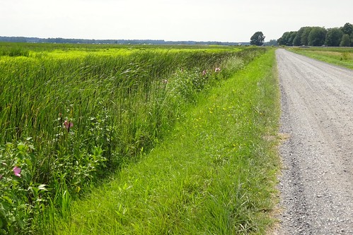 Wildlife Drive, The Lake, And The Freeway by pecooper98362, The Montezuma National Wildlife Refuge has a one-way gravel drive that loops 3 miles around the main