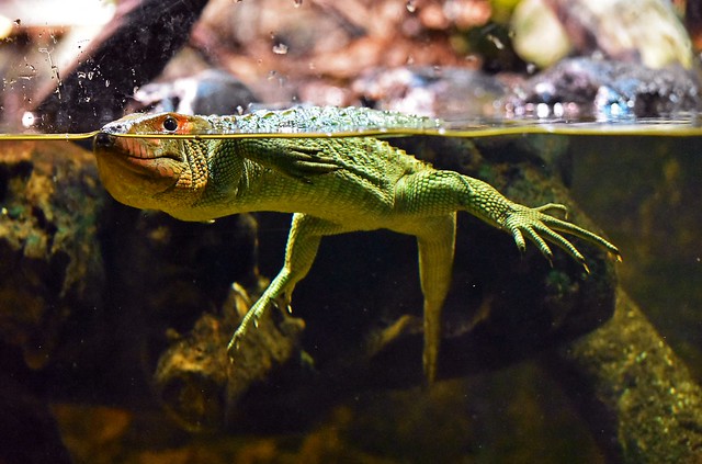 krokodilski tegu gušter (Dracaena guianensis / Guyana Caiman Lizard / Krokodilteju)