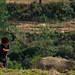 Boy and ox in rice fields