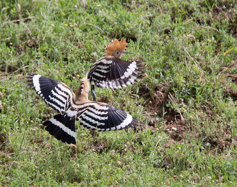 Hoopoe - these two males were having a right old ding-dong