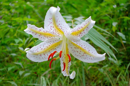 SONY Cyber-shot DSC-RX100 Test Shot (Gold-banded Lily) | Flickr