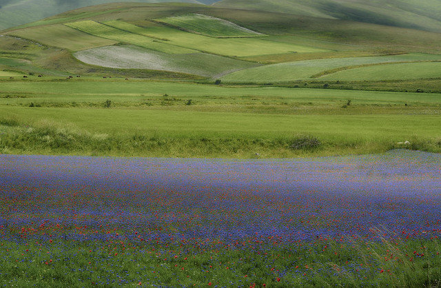 river of flowers