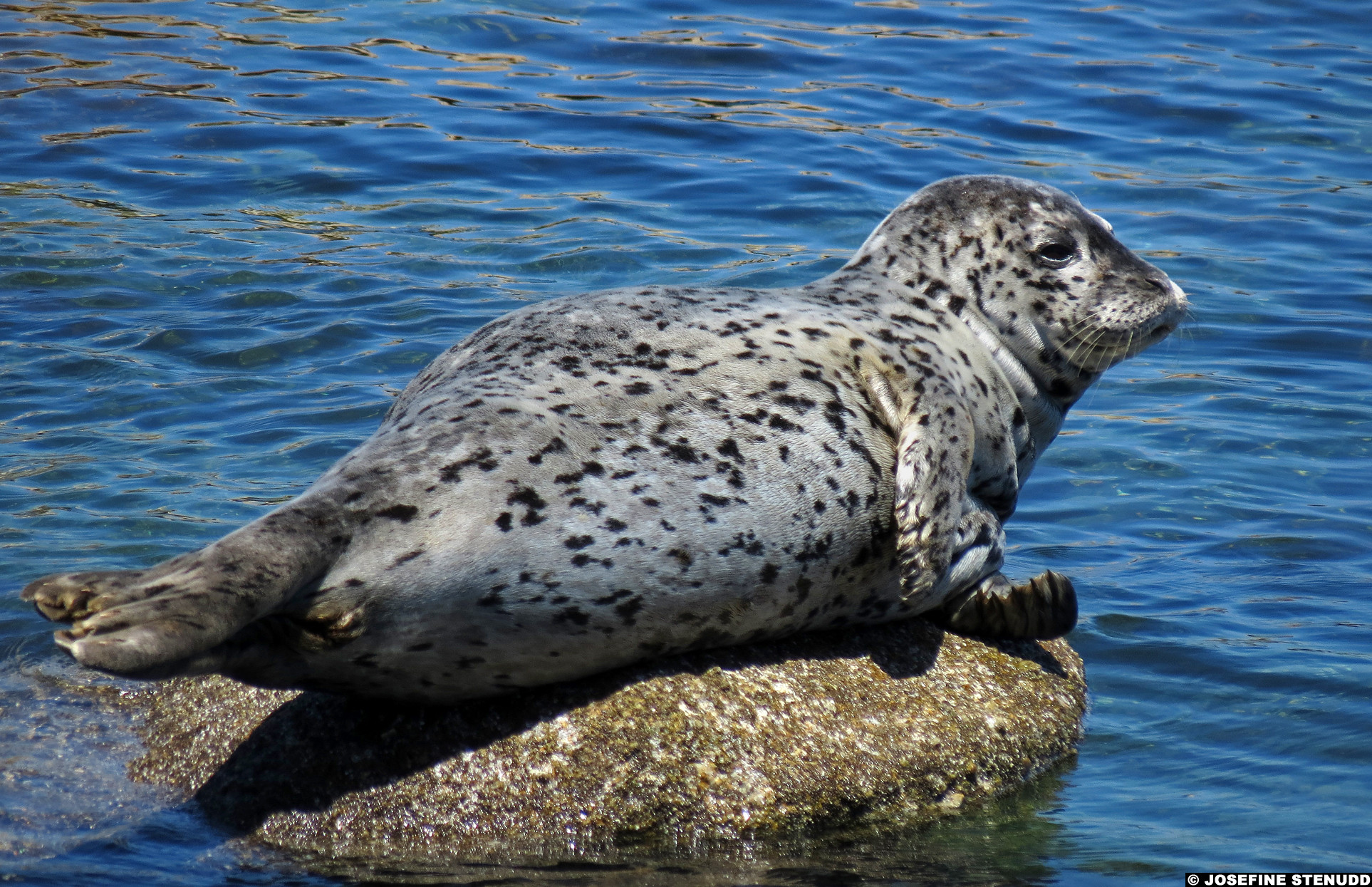 20130622_09 Harbour seal (Phoca vitulina) | Monterey, California