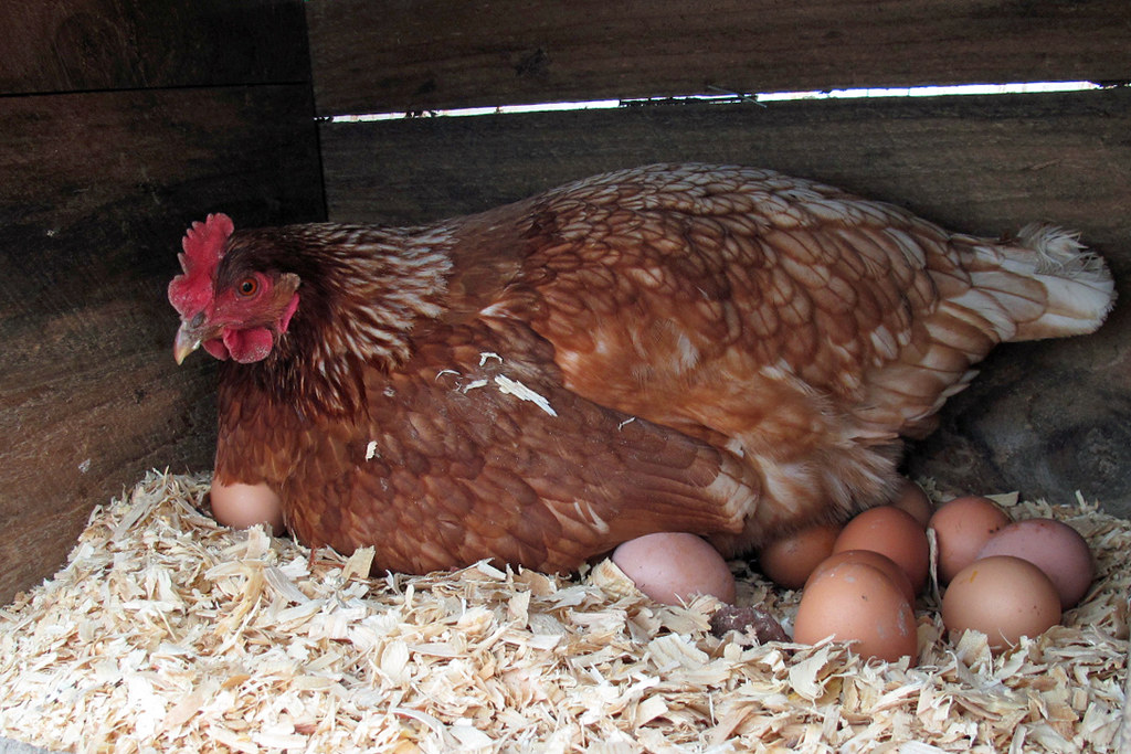 how chickens lay eggs